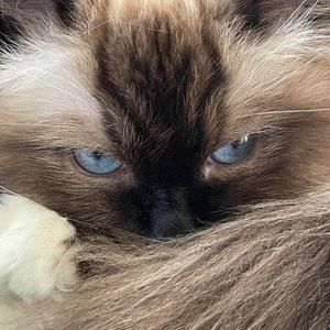 Meet your Posher, Ella